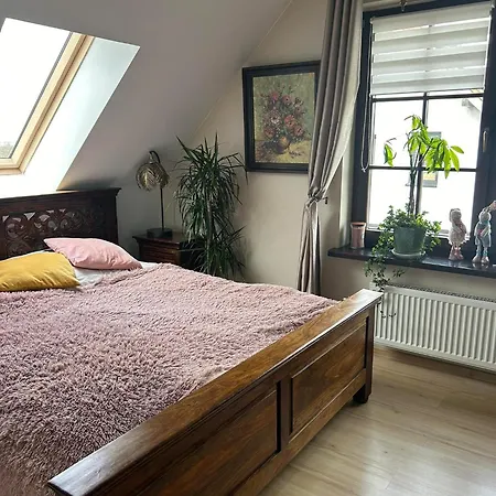 Rumiankowa Bis Проживание в семье *